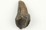 Rooted Ceratopsian Dinosaur Tooth - Judith River Formation #198673-1